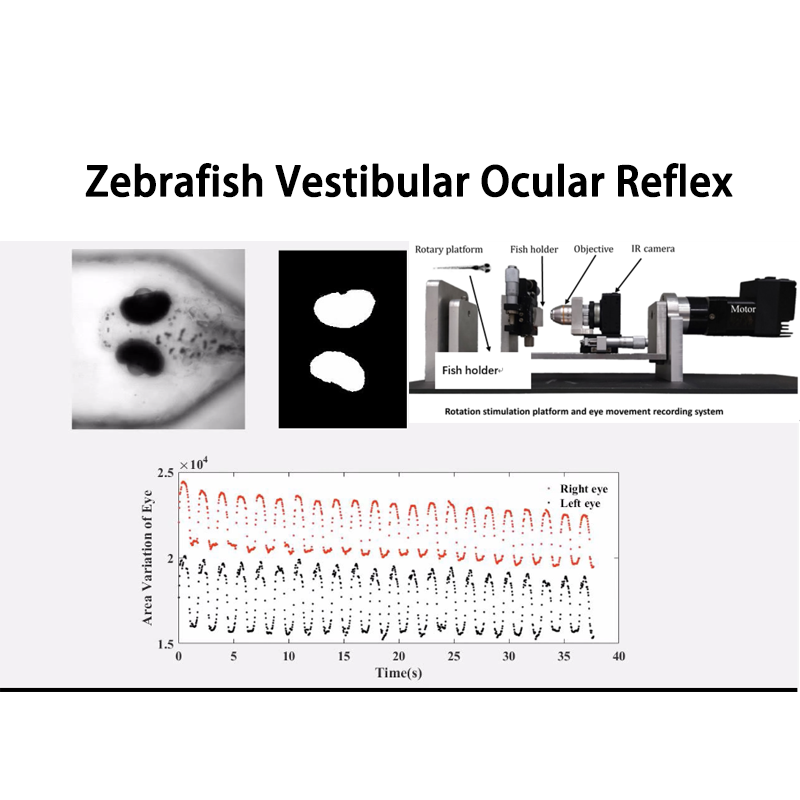 Zebra balığı Vestibüler Oküler Refleks Test Sistemi